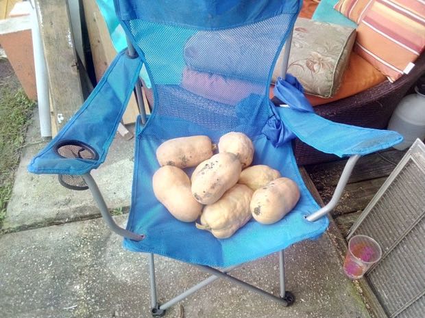 first squash harvest